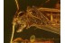 CADDISFLY Trichoptera Helicopsychidae in BALTIC AMBER 715