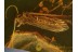 CADDISFLY Trichoptera Helicopsychidae in BALTIC AMBER 715