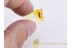 CADDISFLY Trichoptera Helicopsychidae in BALTIC AMBER 715