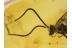 Great Unusual BRACONIDAE WASP BALTIC AMBER 1121