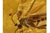 PARASITIC MITE on SCIARID GNAT in BALTIC AMBER 714