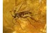 PARASITIC MITE on SCIARID GNAT in BALTIC AMBER 714