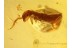 COLLEMBOLA & ENHYDROS Water in Bubble BALTIC AMBER 708