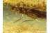PLECOPTERA Large STONEFLY in BALTIC AMBER 713