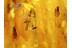 Lepidoptera INSECT & CASES w LARVAES + More in BALTIC AMBER 728