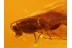 Lepidoptera INSECT & CASES w LARVAES + More in BALTIC AMBER 728