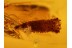 Lepidoptera INSECT & CASES w LARVAES + More in BALTIC AMBER 728