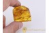 Lepidoptera INSECT & CASES w LARVAES + More in BALTIC AMBER 728