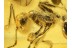 MYRMICINAE Rare ANT & More in BALTIC AMBER 724