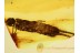 Huge DERMAPTERA EARWIG Exuviae in BALTIC AMBER 726