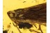 Great Huge Fulgoroidea PLANTHOPPER in BALTIC AMBER 730