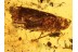 Great Huge Fulgoroidea PLANTHOPPER in BALTIC AMBER 730