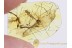 Large LIMONIID CRANE FLY in BALTIC AMBER 732