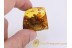 100% MATING MIDGES in Genuine Large BALTIC AMBER 735