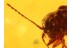 Superb  Chrysomelidae FLEA BEETLE in BALTIC AMBER 749