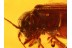 Superb  Chrysomelidae FLEA BEETLE in BALTIC AMBER 749