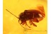 Superb  Chrysomelidae FLEA BEETLE in BALTIC AMBER 749