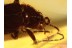 SCIRTID Beetle ELODES in BALTIC AMBER 750