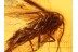 Lepidoptera Spread Wings MOTH in BALTIC AMBER 765