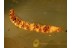 LEPIDOPTERA CATERPILLAR Moth Larvae in BALTIC AMBER 767