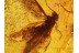 Lepidoptera Spread Wings MOTH in BALTIC AMBER 769