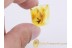 Lepidoptera Spread Wings MOTH in BALTIC AMBER 769