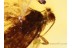Lepidoptera Large MOTH in Genuine BALTIC AMBER 770