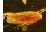 LEPIDOPTERA Superb Preserved Huge MOTH in BALTIC AMBER 771