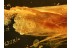 LEPIDOPTERA Superb Preserved Huge MOTH in BALTIC AMBER 771