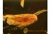 LEPIDOPTERA Superb Preserved Huge MOTH in BALTIC AMBER 771