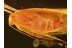 LEPIDOPTERA Superb Preserved Huge MOTH in BALTIC AMBER 771