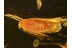 LEPIDOPTERA Superb Preserved Huge MOTH in BALTIC AMBER 771