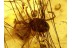 Large Bunch of MAMMALIAN HAIR & MITES in BALTIC AMBER 763