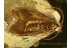 Superb Looking CADDISFLY Trichoptera in BALTIC AMBER 737