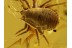 Superb Geogarypus PSEUDOSCORPION in BALTIC AMBER 740