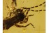 DERMAPTERA EARWIG Nymph in BALTIC AMBER 777