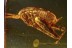 GRYLLIDAE Large CRICKET in Genuine BALTIC AMBER 778