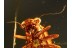 PSOCOPTERA Great Booklice in BALTIC AMBER 772