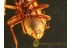 PSOCOPTERA Great Booklice in BALTIC AMBER 772