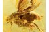 PHORIDAE Large Great SCUTTLE FLY in BALTIC AMBER 773