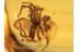 SALTICIDAE Superb JUMPING SPIDER in BALTIC AMBER 830