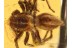 SALTICIDAE Superb JUMPING SPIDER in BALTIC AMBER 830