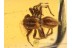 SALTICIDAE Superb JUMPING SPIDER in BALTIC AMBER 830