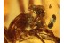 SYNOTAXIDAE Acrometa SPIDER in BALTIC AMBER  948