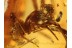 SYNOTAXIDAE Acrometa SPIDER in BALTIC AMBER  948