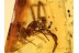 SYNOTAXIDAE Acrometa SPIDER in BALTIC AMBER  948