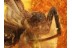 ACTION ! SPIDER Attacking FLY in Genuine BALTIC AMBER 831
