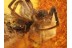 ACTION ! SPIDER Attacking FLY in Genuine BALTIC AMBER 831