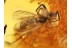 ACTION ! SPIDER Attacking FLY in Genuine BALTIC AMBER 831