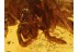 Large Great LIOCRANIDAE SAC SPIDER in BALTIC AMBER 832